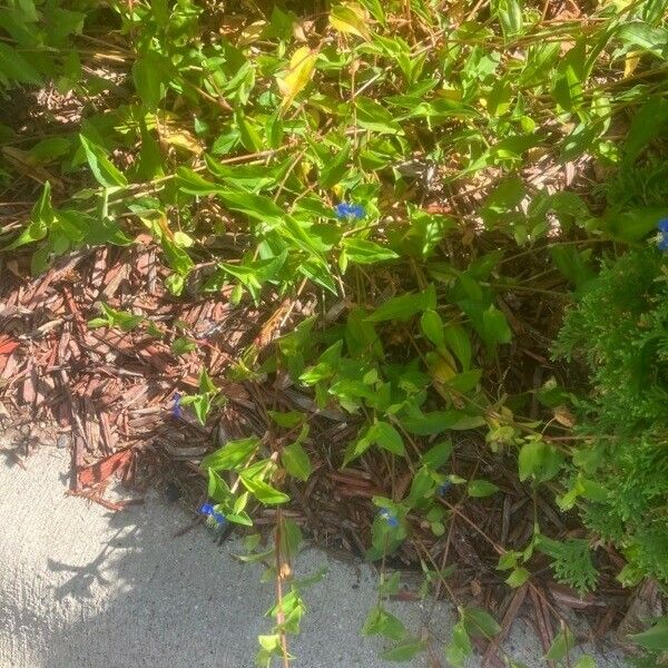 Commelina caroliniana Flower