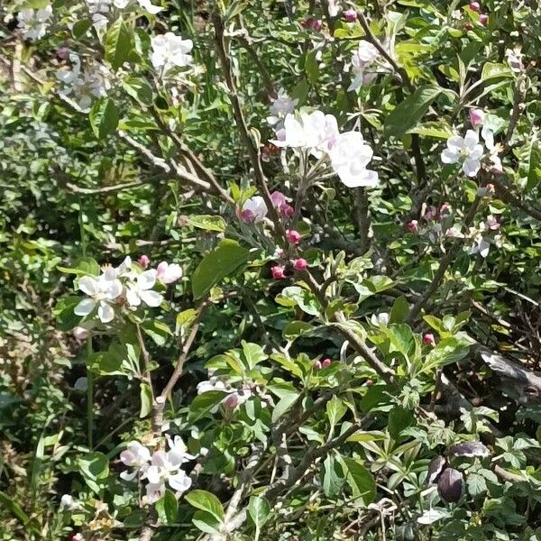 Malus sylvestris Flor