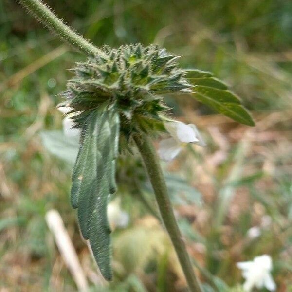 Galeopsis segetum ഫലം