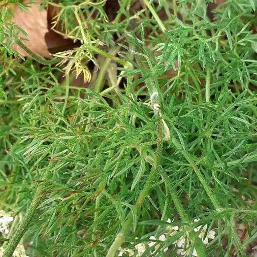 Athamanta cretensis 叶