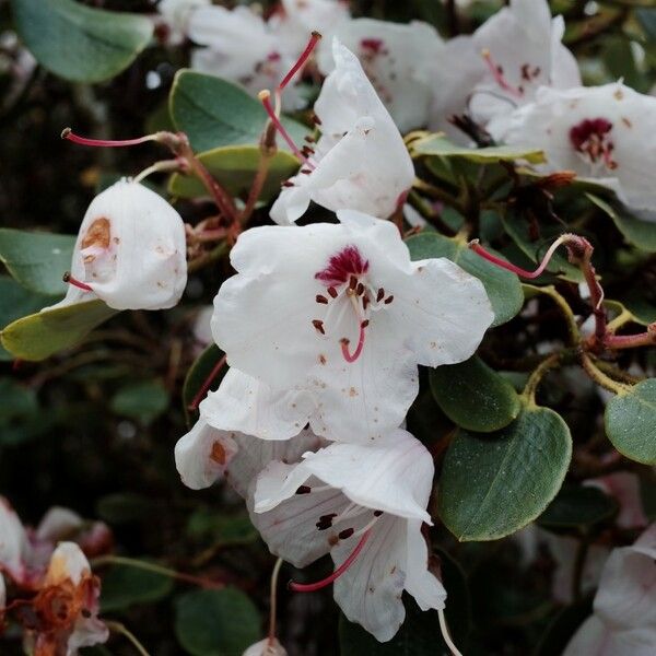 Rhododendron callimorphum Flower