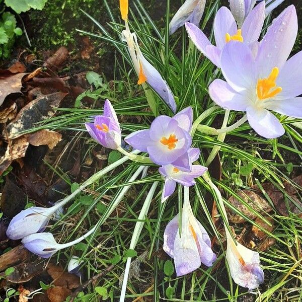 Crocus versicolor Hábito