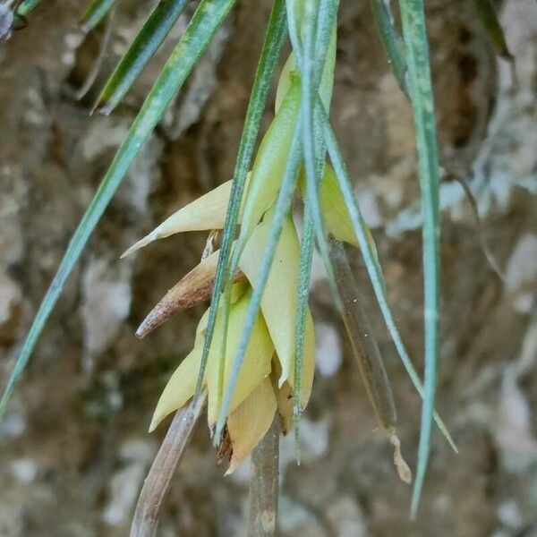 Tillandsia stricta Blomst