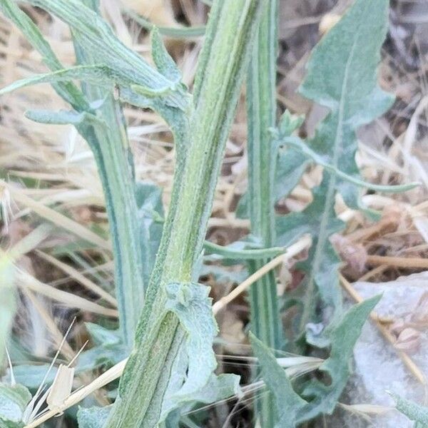 Centaurea solstitialis Кора