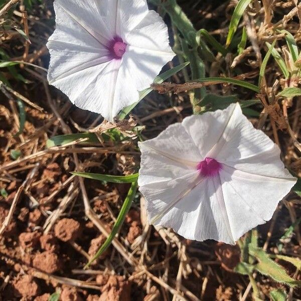 Ipomoea mombassana Λουλούδι