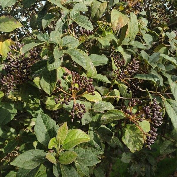 Viburnum betulifolium Frukt
