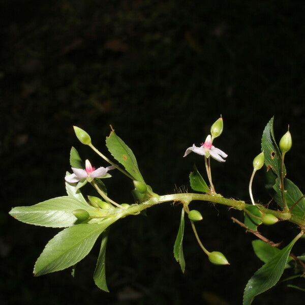 Sauvagesia erecta Flower