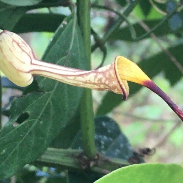 Aristolochia anguicida Květ