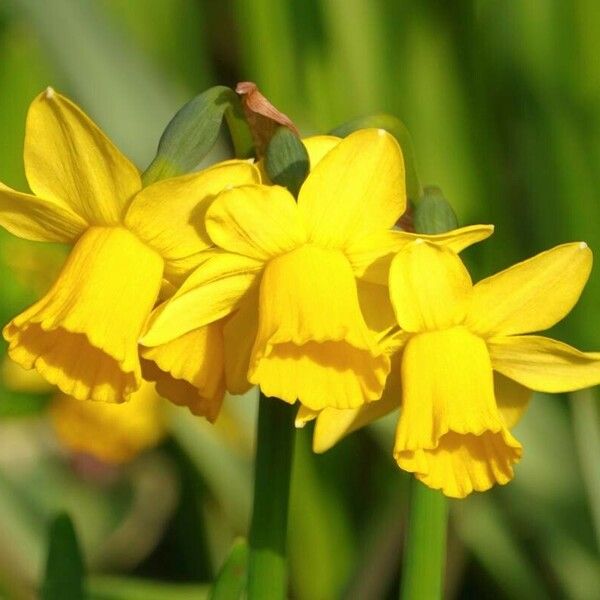 Narcissus jonquilla Flors