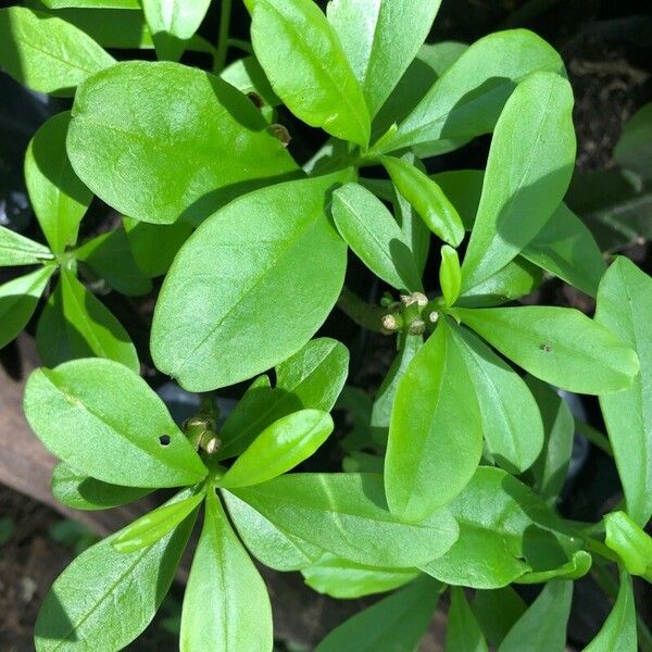 Talinum paniculatum Folio