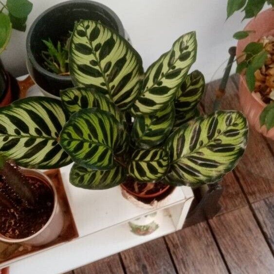 Calathea makoyana पत्ता