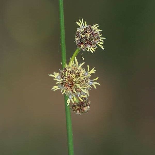 Scirpoides holoschoenus Квітка