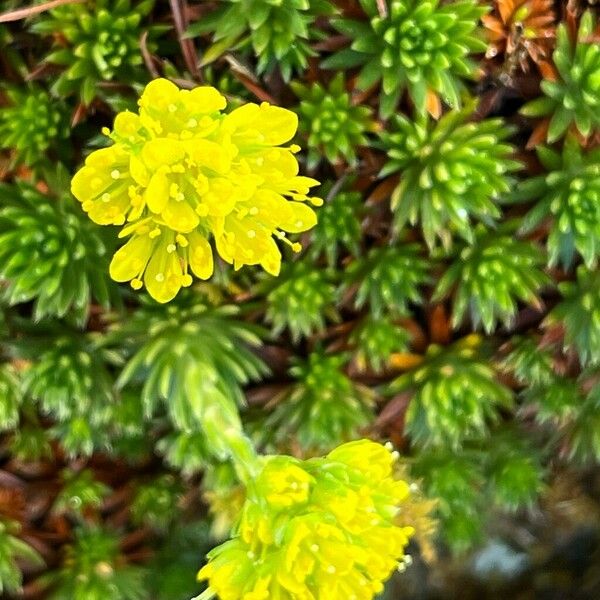 Saxifraga juniperifolia Flor