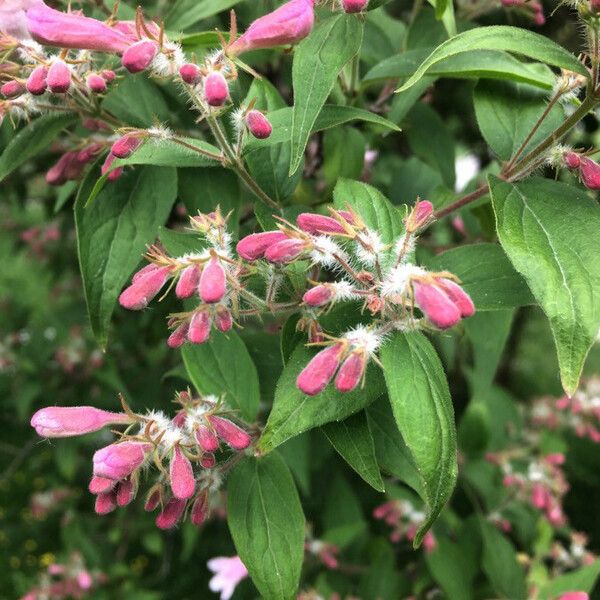 Kolkwitzia amabilis Flors