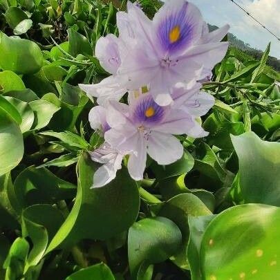 Pontederia crassipes Fleur