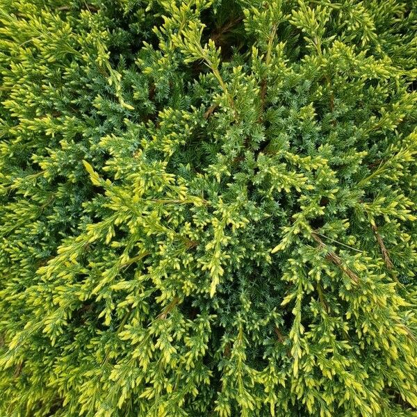 Juniperus horizontalis Leaf