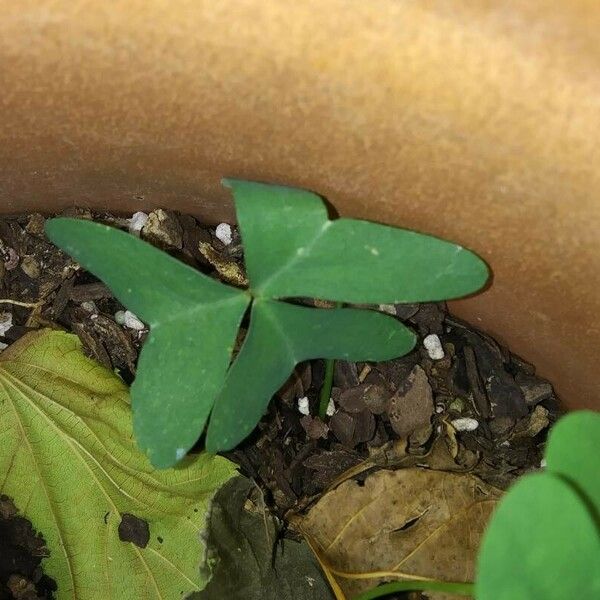 Oxalis latifolia Fulla