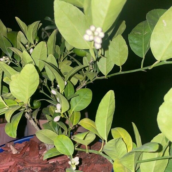 Citrus × aurantiifolia Blad