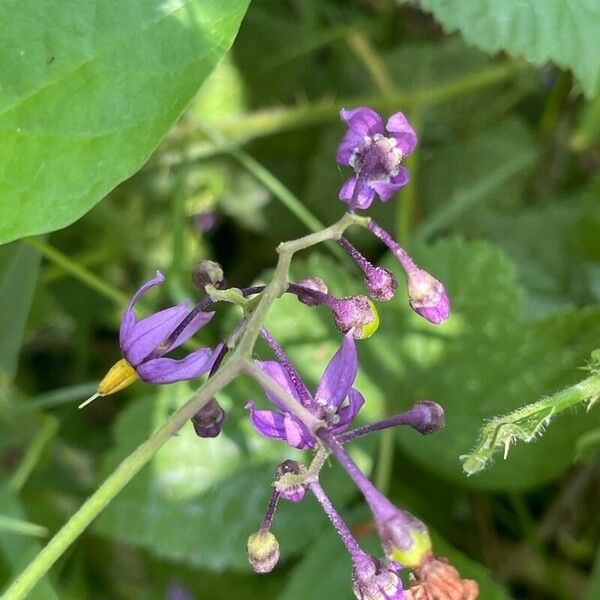 Solanum dulcamara Virág