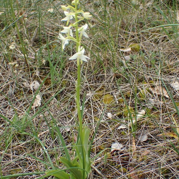 Platanthera bifolia Vekstform