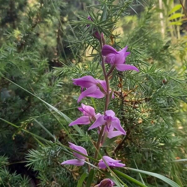 Cephalanthera rubra Floro