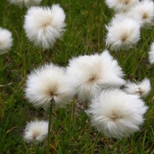 Eriophorum scheuchzeri Flower