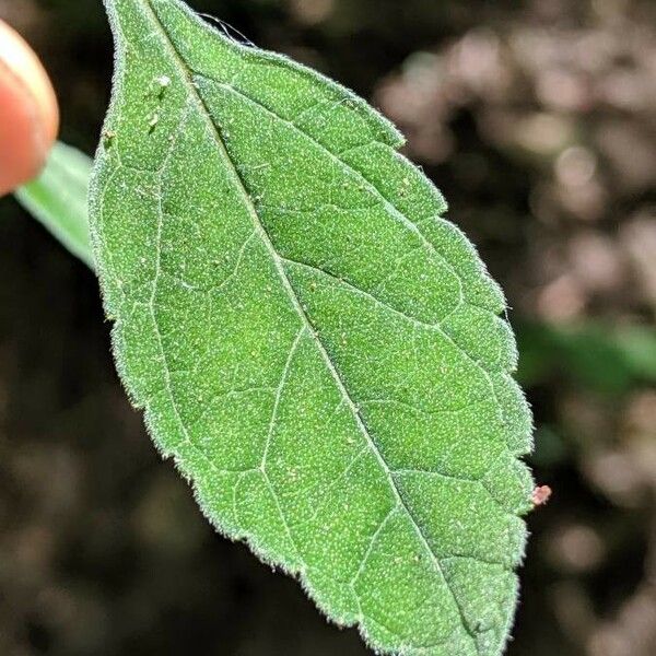 Scutellaria alabamensis 葉