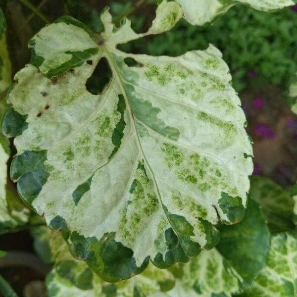 Polyscias scutellaria Leaf