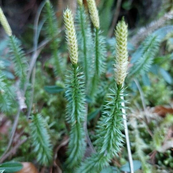 Lycopodium annotinum 叶