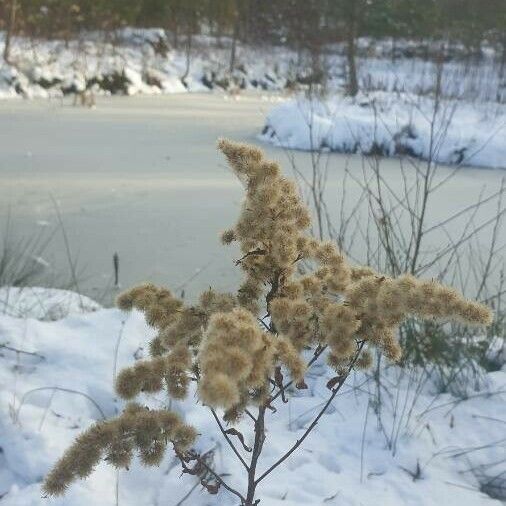 Solidago gigantea Плод