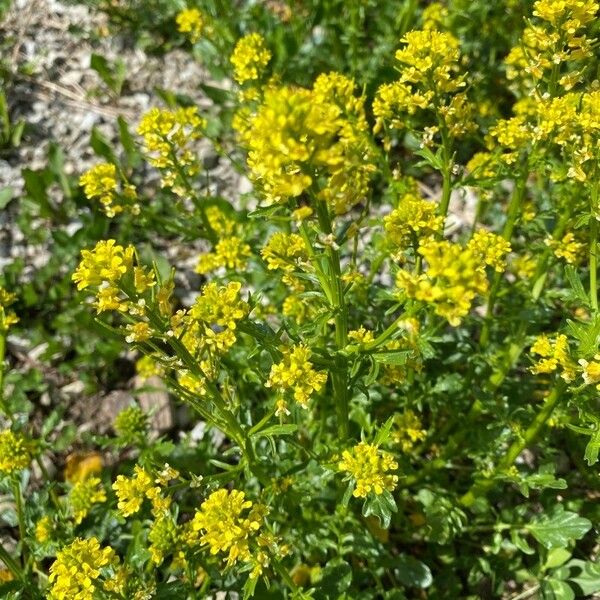 Barbarea verna Flor