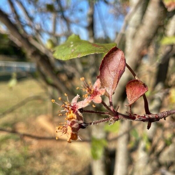 Crataegus phaenopyrum Blüte