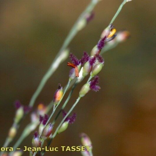 Panicum repens Žiedas