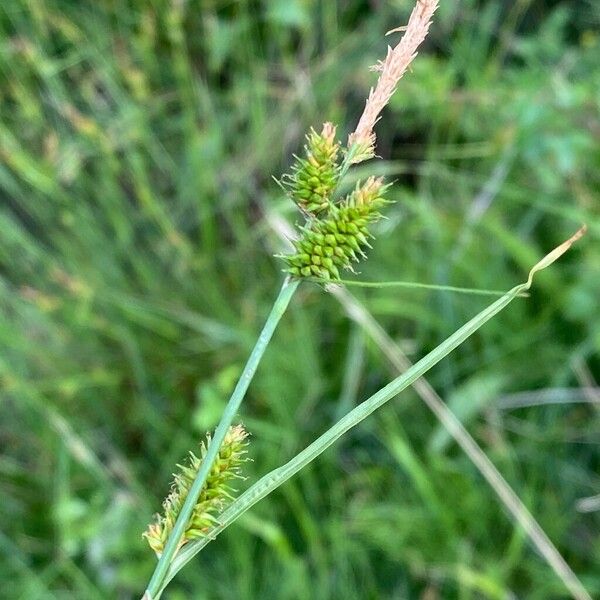 Carex mairei ᱵᱟᱦᱟ