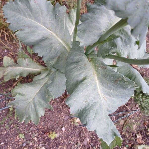 Papaver somniferum List