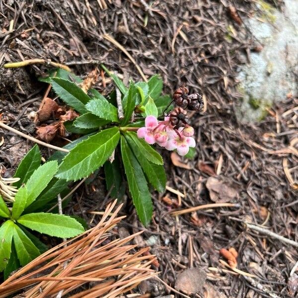 Chimaphila umbellata പുഷ്പം