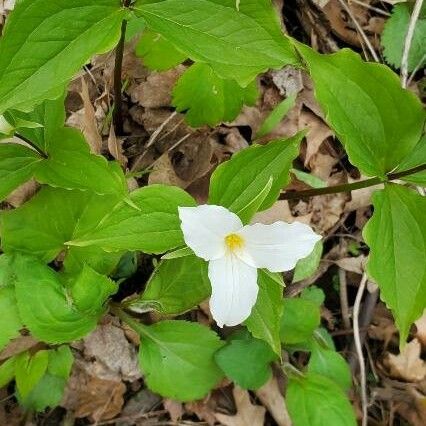 Trillium grandiflorum 花