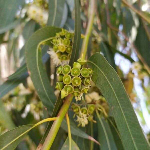 Eucalyptus globulus 果實