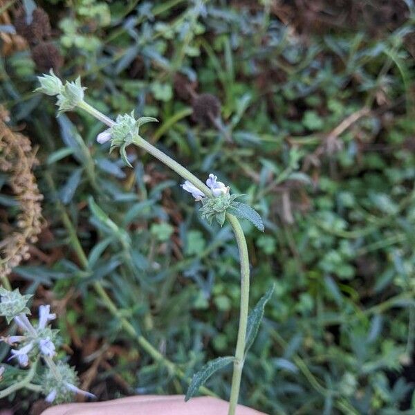 Salvia mellifera Blomst