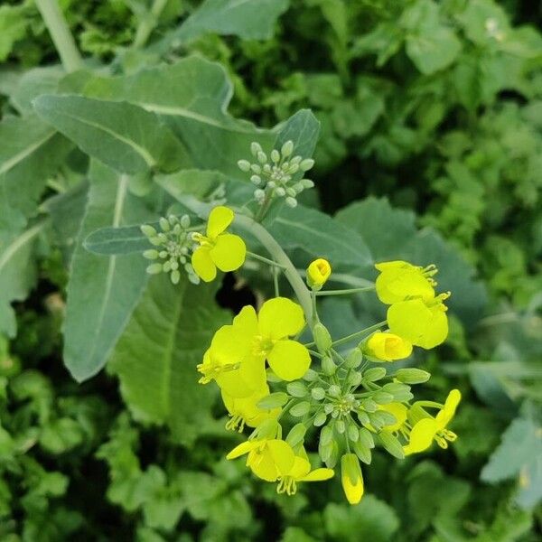 Brassica napus Цвят