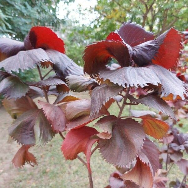 Acalypha wilkesiana Fuelha