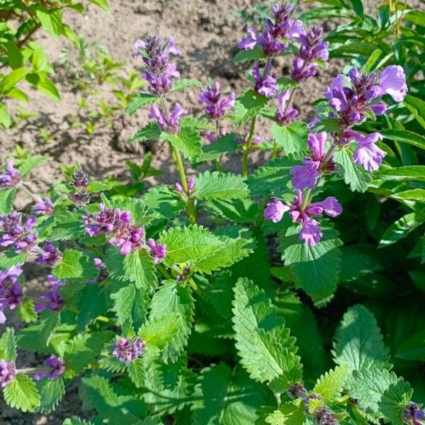 Betonica macrantha Lorea