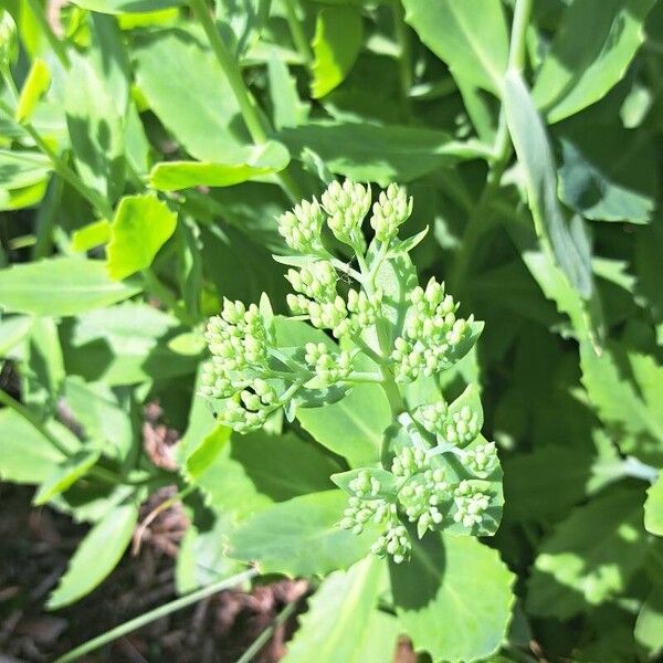 Hylotelephium spectabile Flor