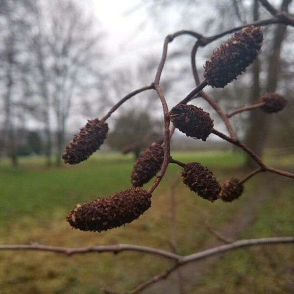 Alnus glutinosa Frutto