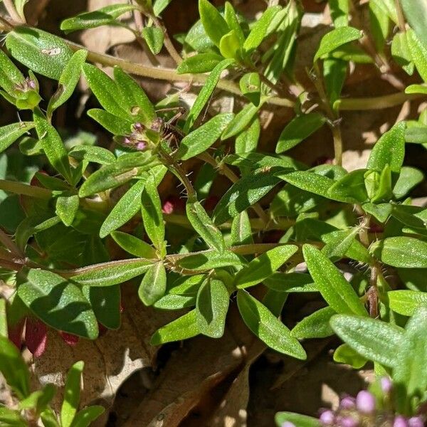 Thymus longicaulis Blad