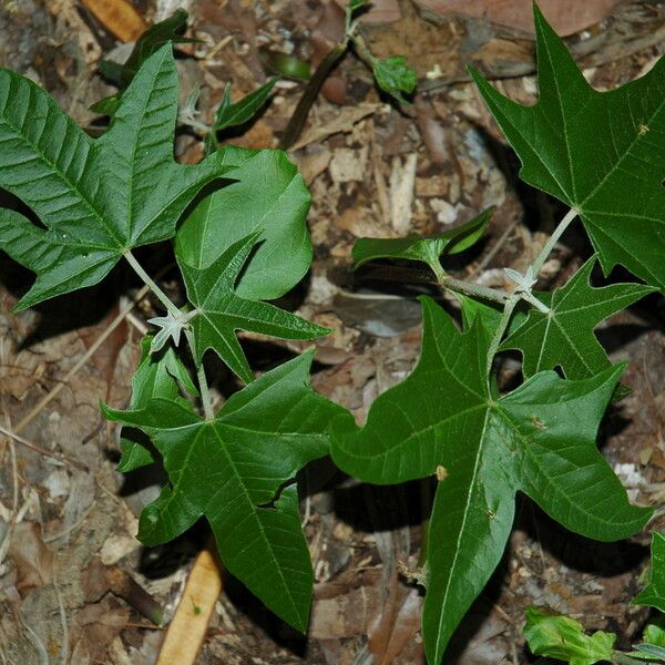 Aleurites moluccanus Leaf