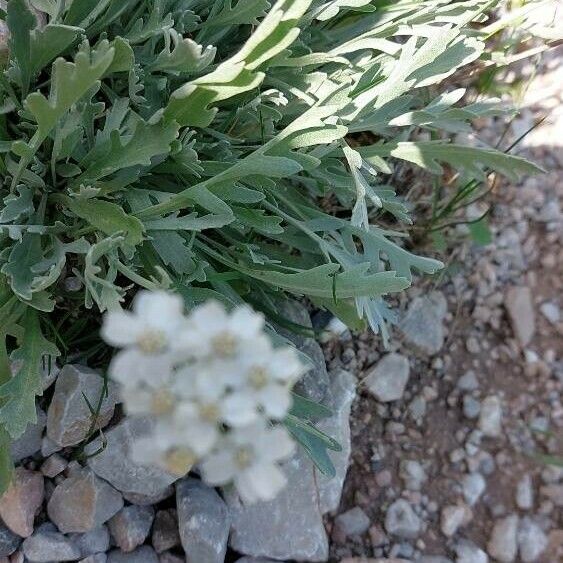 Achillea clavennae Flower