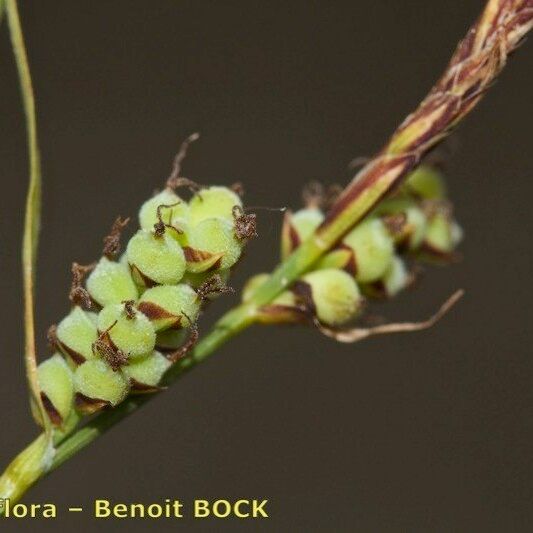 Carex tomentosa Fruto