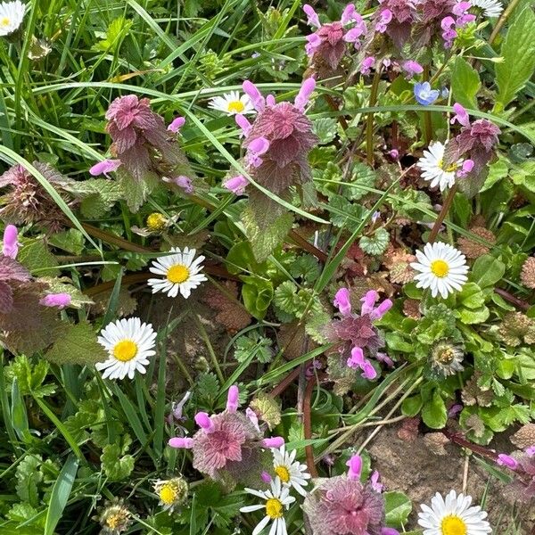 Lamium hybridum Virág