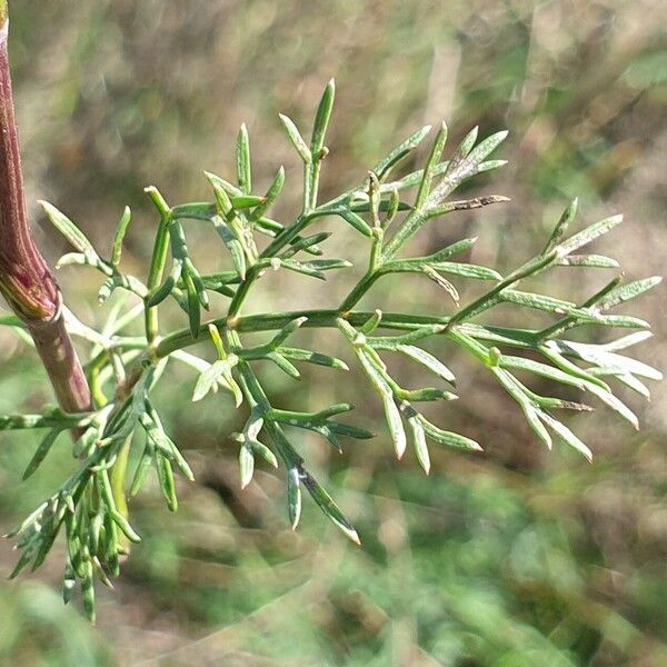 Seseli annuum Folha